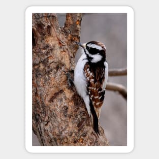 Cinnamon coloured Downy woodpecker Sticker